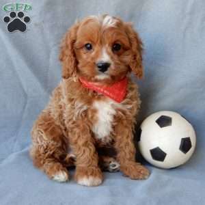 Thomas, Cavapoo Puppy